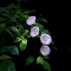 牵牛花
